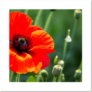 Close Up in a Field of Red Poppies (MD23Mrl008) Posters and Art